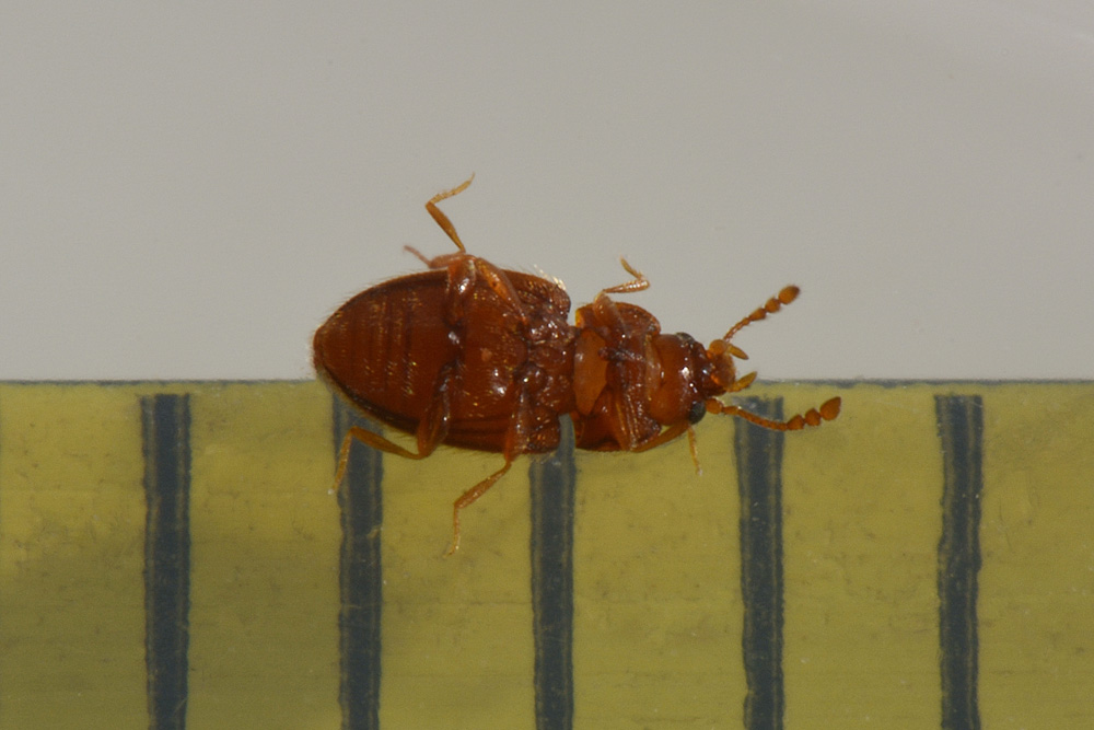 Endomychidae: Symbiotes gibberosus
